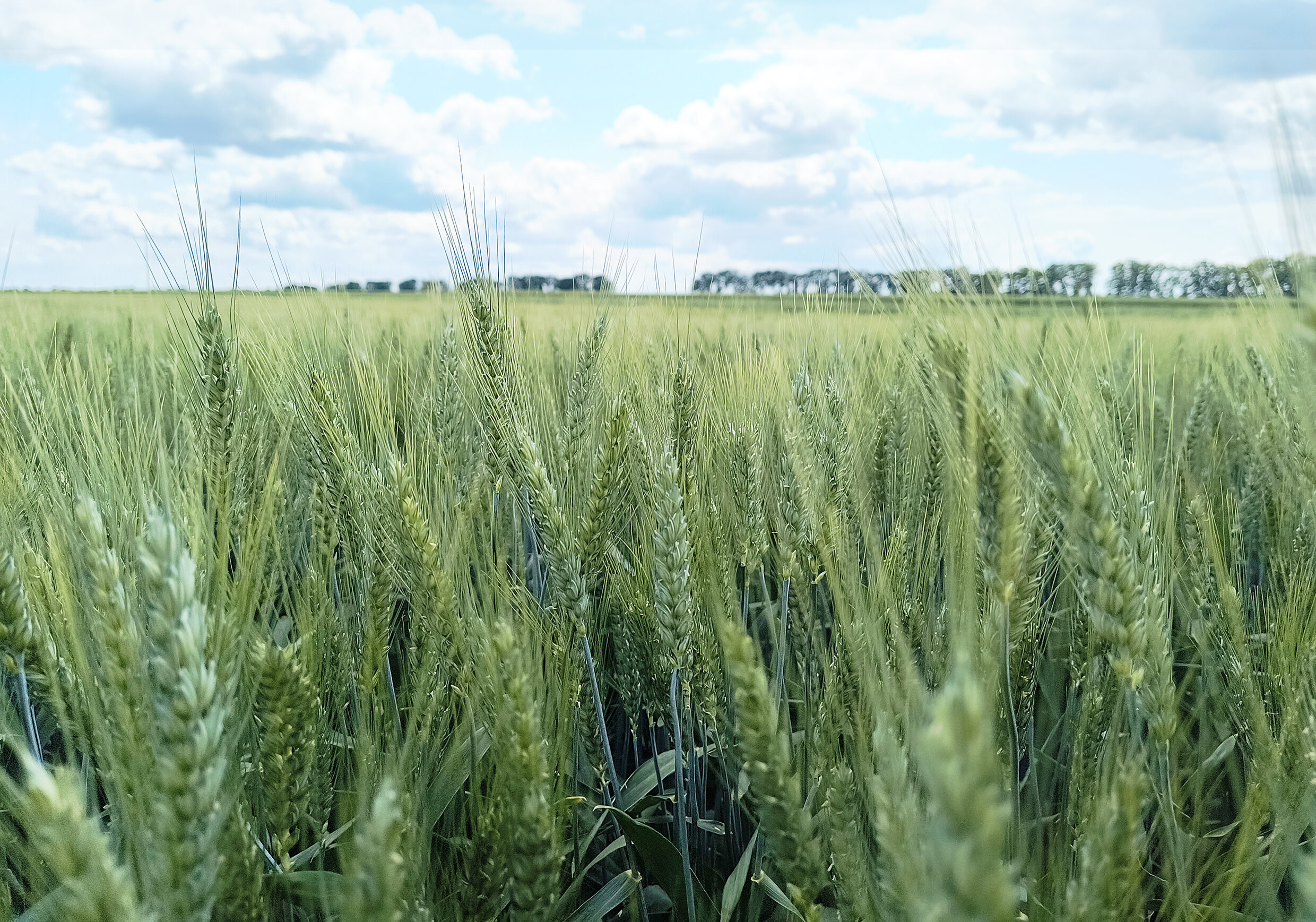 Дослідження препарату «Trevitan» полікомплекс при вирощуванні пшениці озимої в умовах кліматичних змін